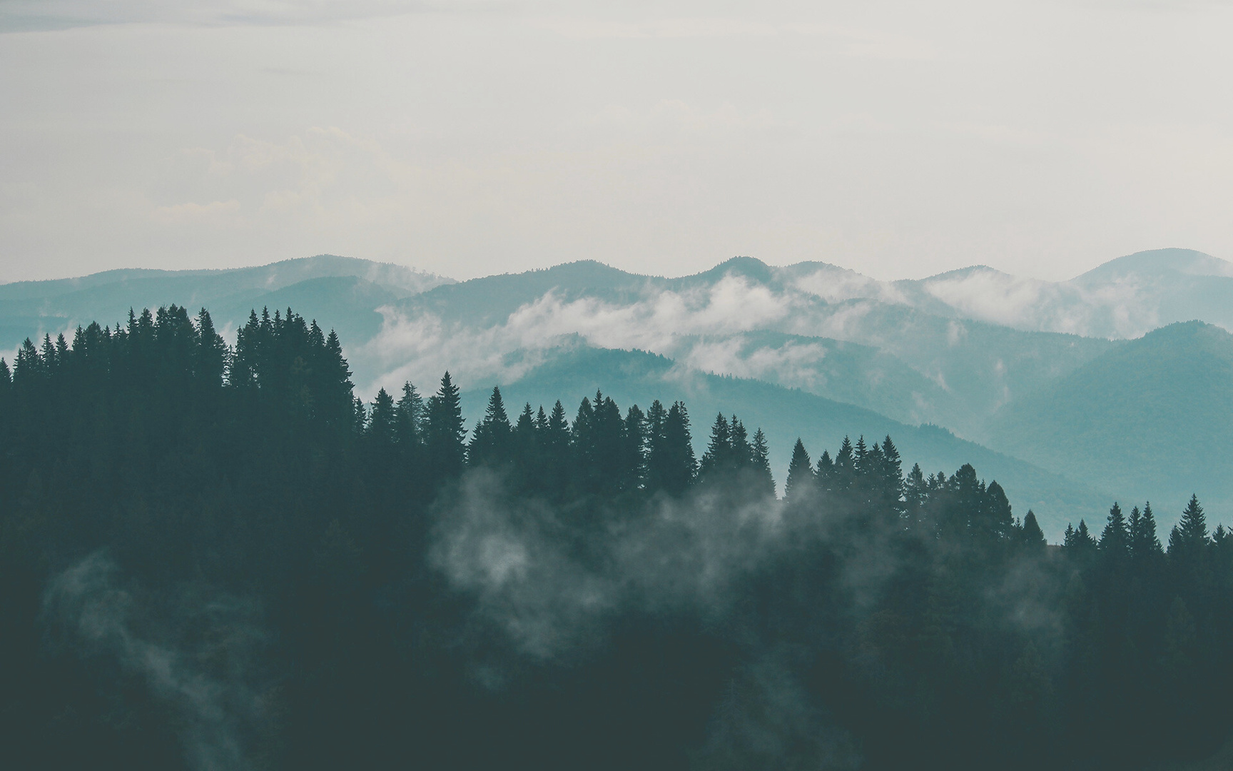 Aerial Photography of Pine Trees on the Mountain
